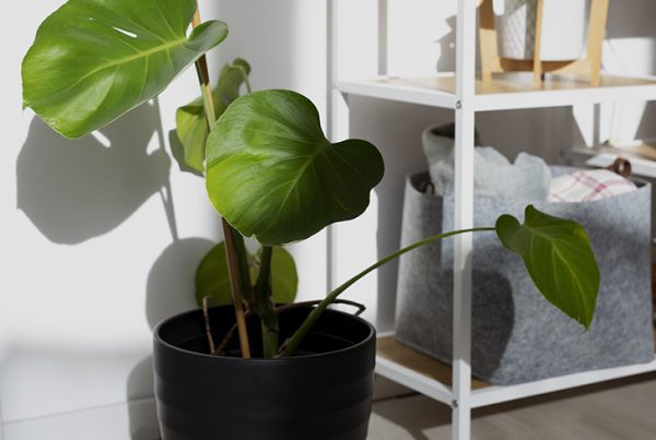 Imagen de Organizacion de espacios pequeños