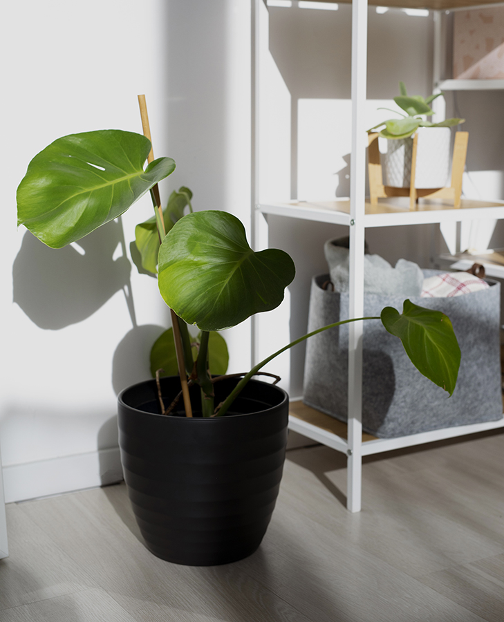 Imagen de Organizacion de espacios pequeños